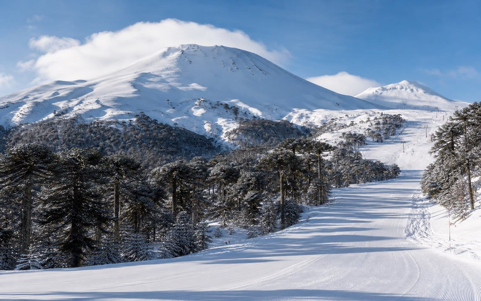 Corralco y Malalcahuello: nieve entre araucarias